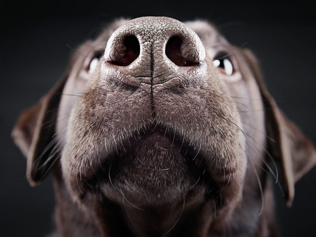 The Dogs Sniff Out Tainted Wine