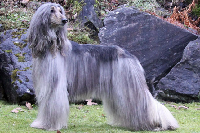  Afghan Hound