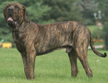 Fila Brasileiro