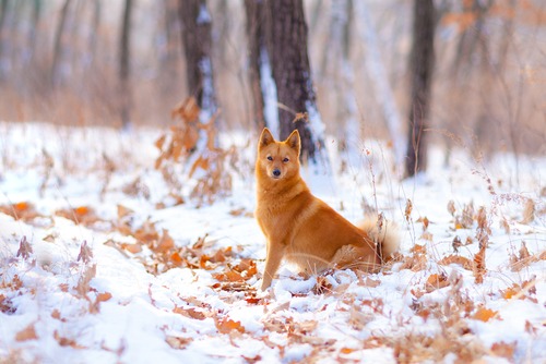 Finnish Spitz