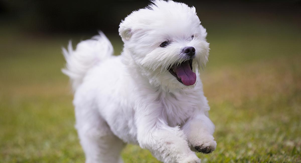 Maltese Poodle