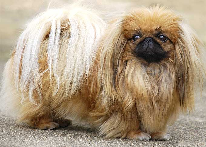 Pekingese