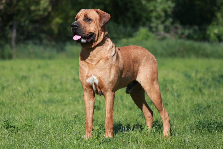 Japanese Tosa Mastiff