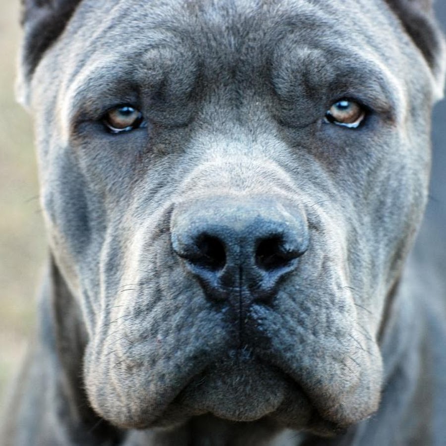 Cane Corso