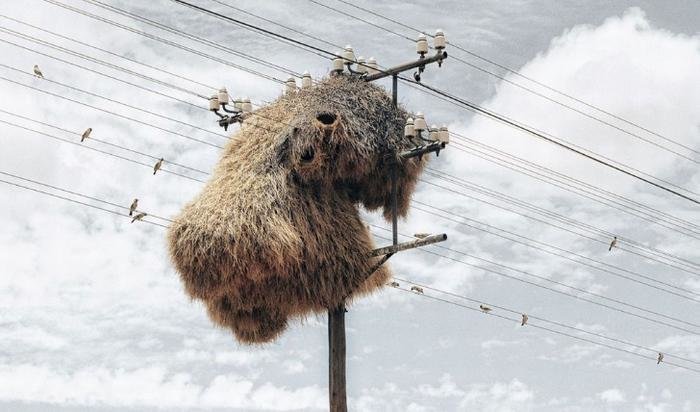 Moose Shaped Nests