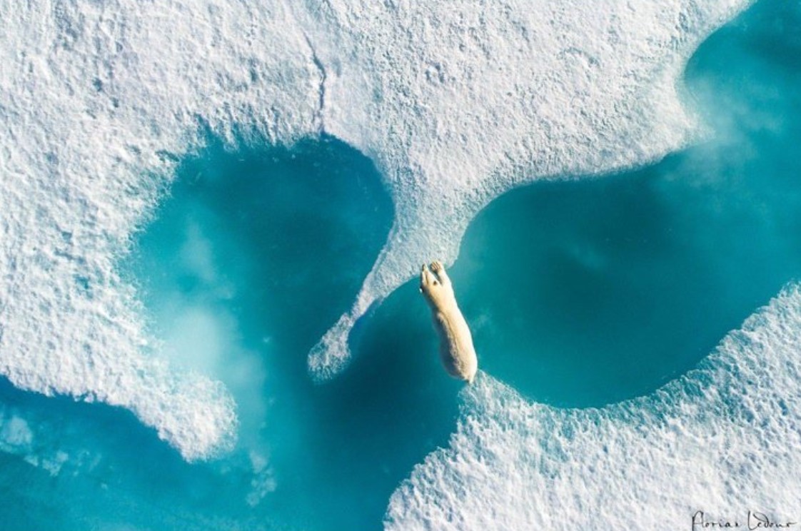 Polar Bear On Ice