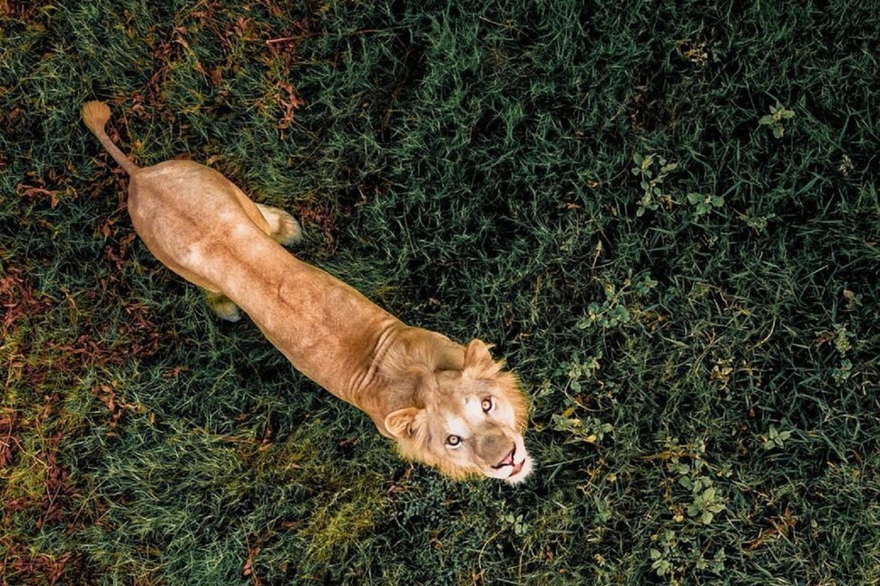 Lion Looking Up