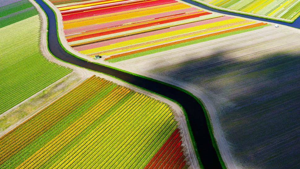 Colorful Field