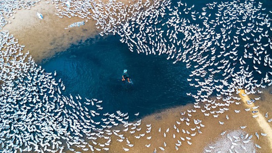 Abundance Of Ducks