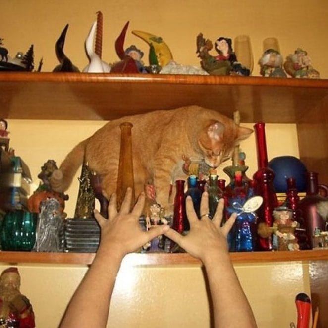 Cats Out Of The Bag