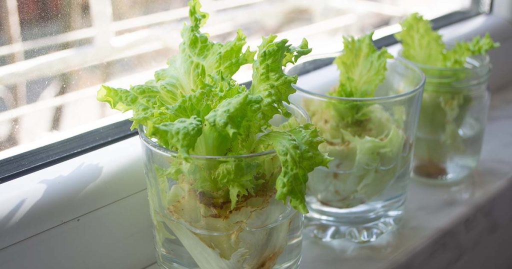 6 Veggies You Can Regrow From Discarded Roots Sizzlfy