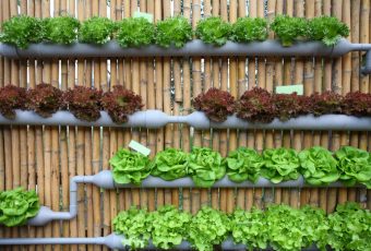 Hydroponics Can Continue To Be Called Organic