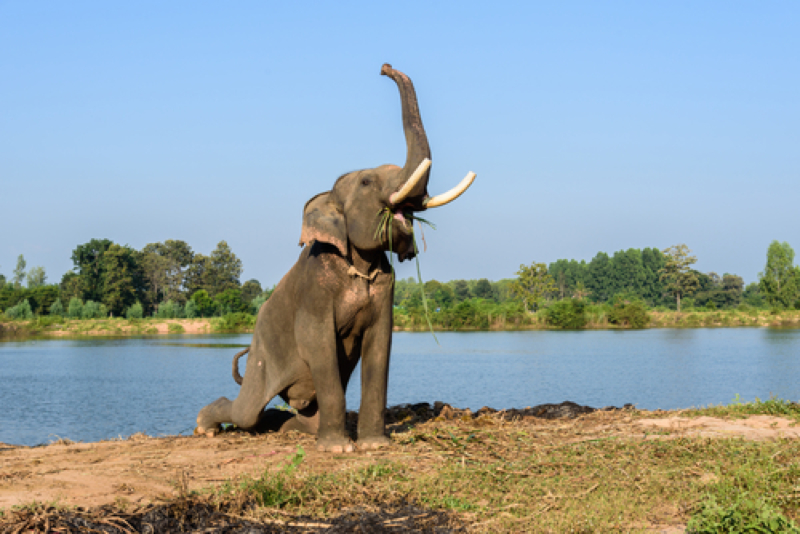 A Very Angry Elephant