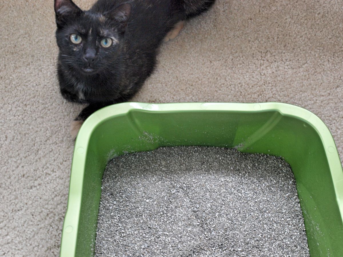 Going Outside Of The Litter Box