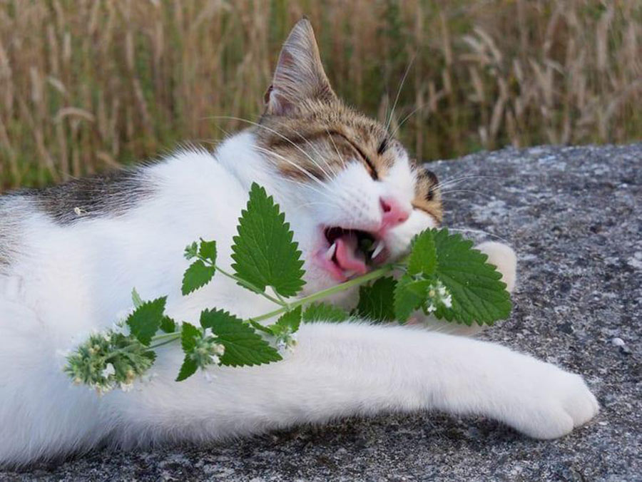 Catnip For The Win