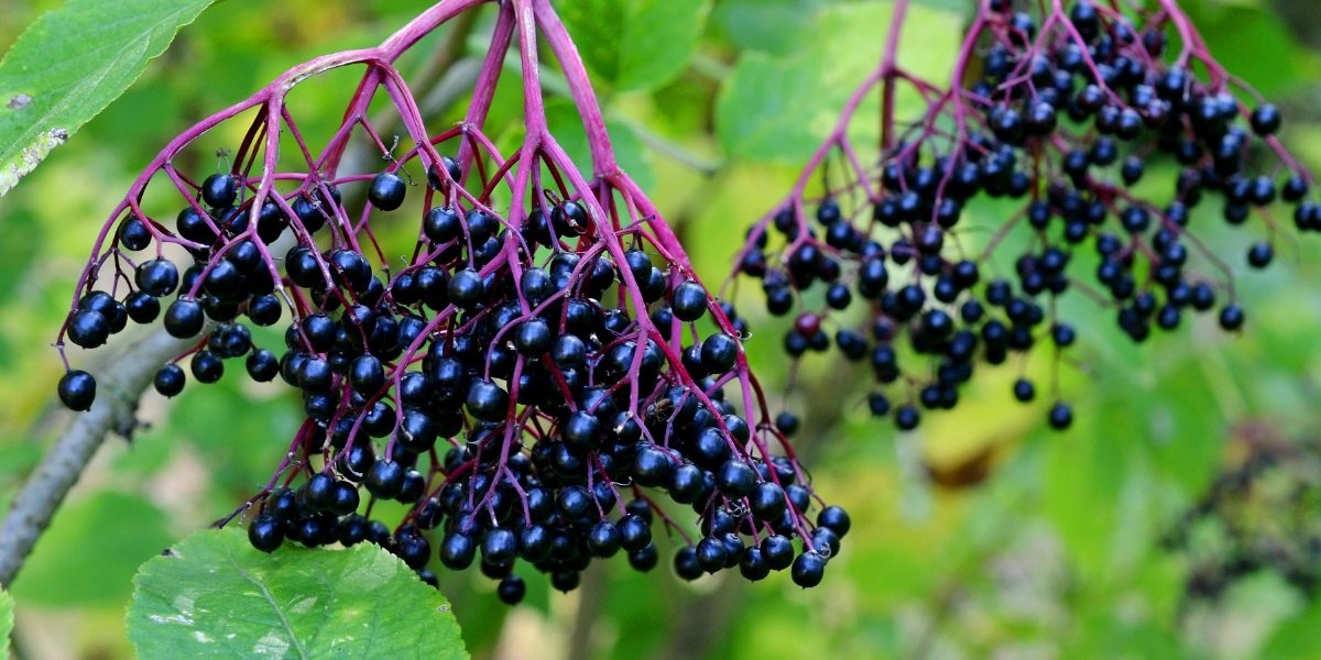 Elderberries