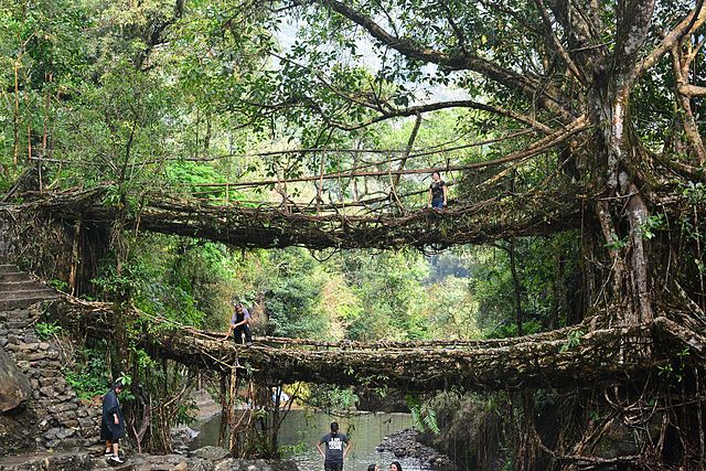 Root Bridges - India