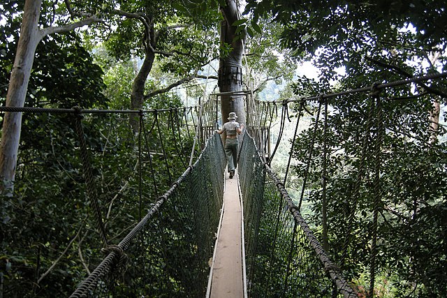 Taman Negara Canopy Walkways - Malaysia