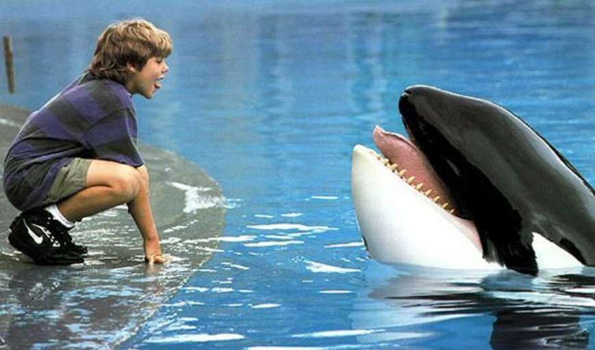 Bonding with the Orca