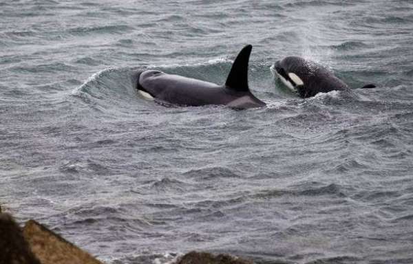 Saving the Orcas