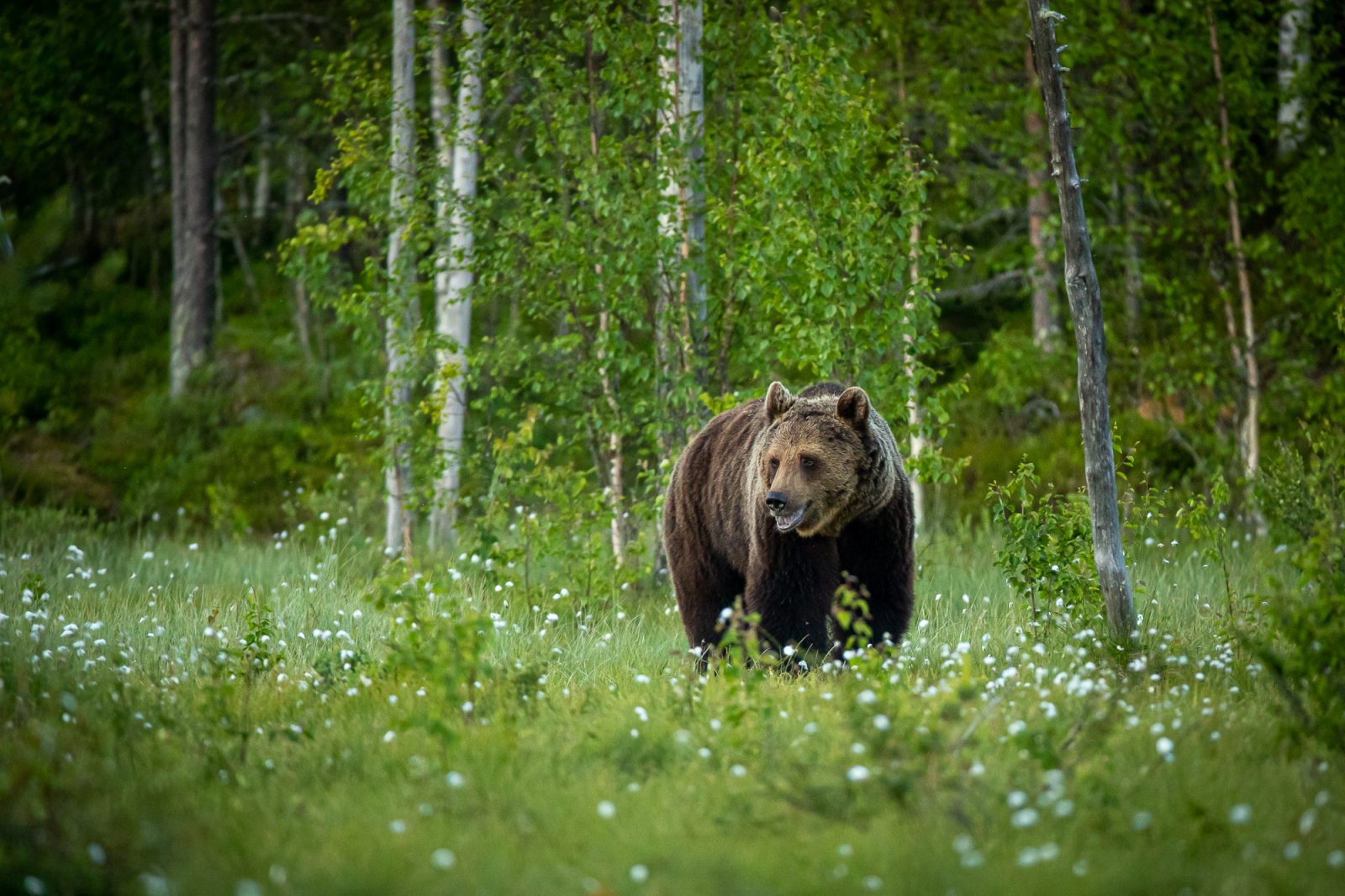 They Knew About The Bears